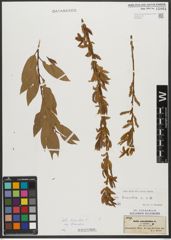 Foto von Salix triandra subsp. triandra L.